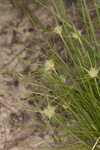 Ware's hairsedge